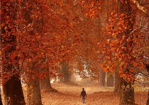 Kashmir Group/Friends Tour: 5 Nights/6 Days - Srinagar to Gulmarg, Sonamarg, Pahalgam, and Local Sightseeing