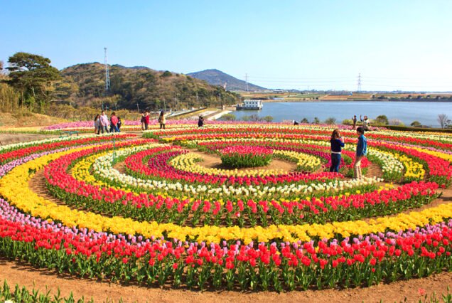 Tulip Tour Kashmir: Book Your Kashmir Tulip Garden Tour Today!